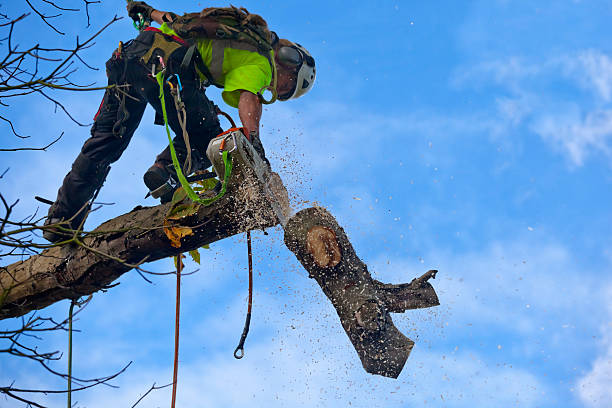 Best Tree Removal  in USA