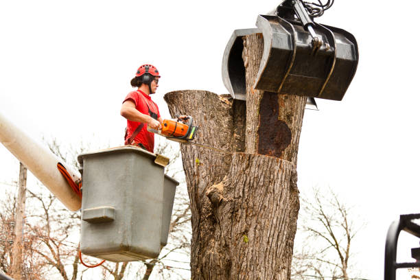 Best Commercial Tree Services  in USA